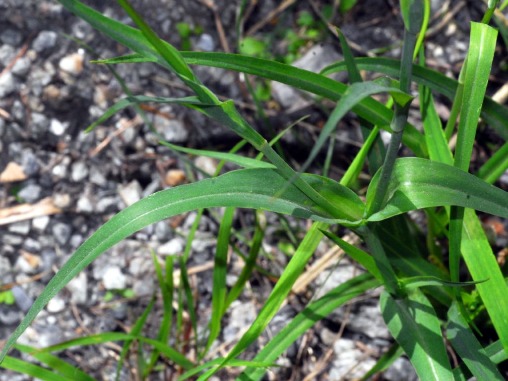 Un banale fiore giallo: Tragopogon orientalis
